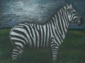 zebra_cp.jpg